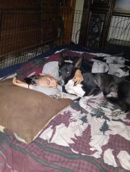 Lost Male Dog last seen Us 30 and Whitney road, Cheyenne, WY 82001
