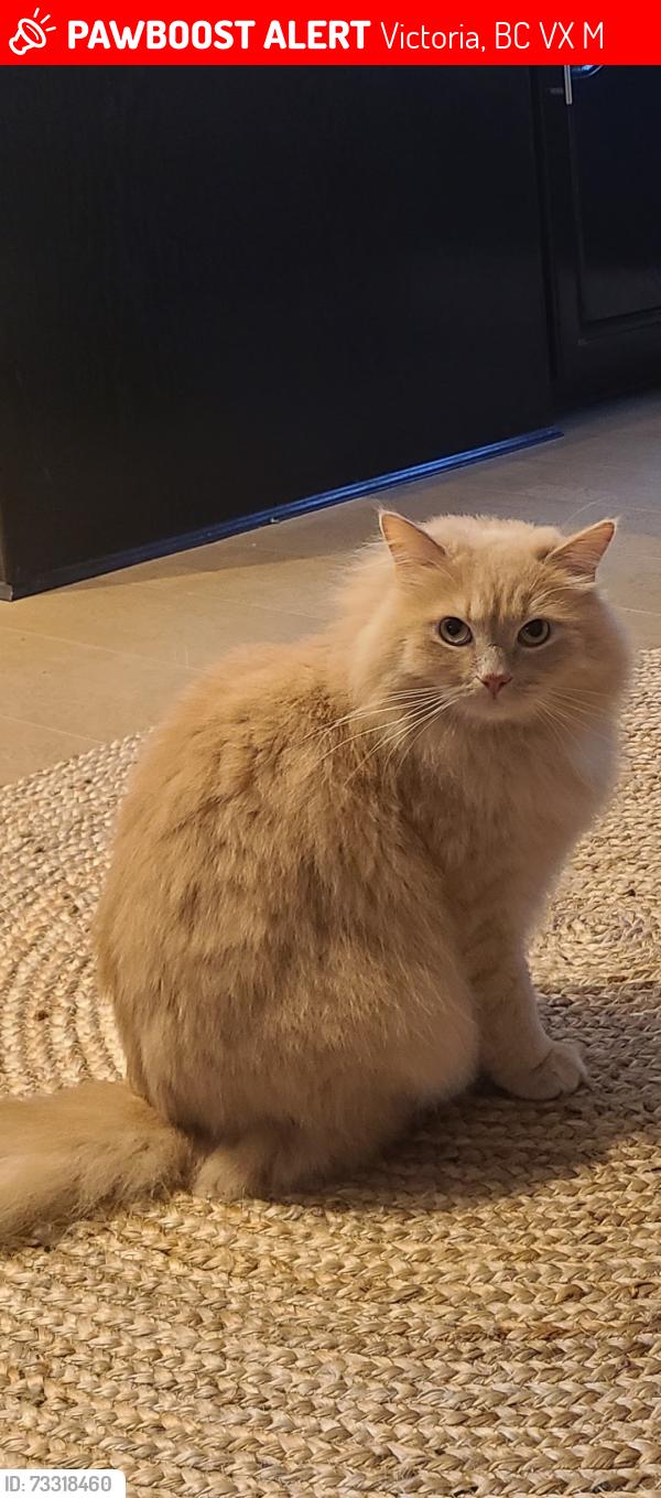 Lost Male Cat last seen Lochside trail near Quadra and Mckenzie, Victoria, BC V8X 3M7