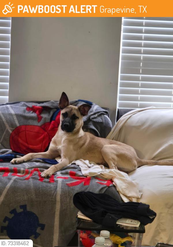 Found/Stray Female Dog last seen Dove road, Grapevine, TX 76051