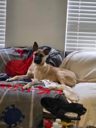 Found/Stray Female Dog last seen Dove road, Grapevine, TX 76051