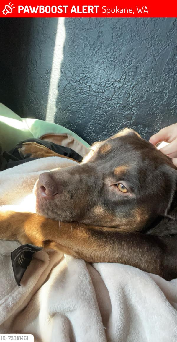 Lost Male Dog last seen 28th Avenue, Spokane, WA 99223