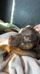 Lost Male Dog last seen 28th Avenue, Spokane, WA 99223