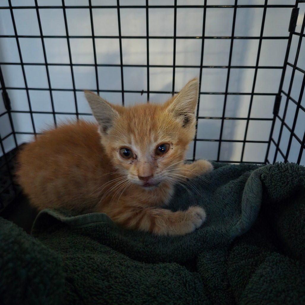 Shelter Stray Male Cat last seen , 361 S Raymond Ave, Pasadena, CA 91105, USA