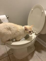 Lost Male Cat last seen Lake Hancock, Horizon West, FL 34787