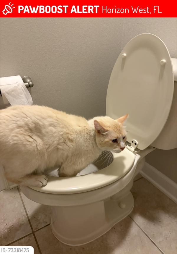 Lost Male Cat last seen Lake Hancock, Horizon West, FL 34787