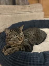 Lost Male Cat last seen County c, Sobieski, WI 54171