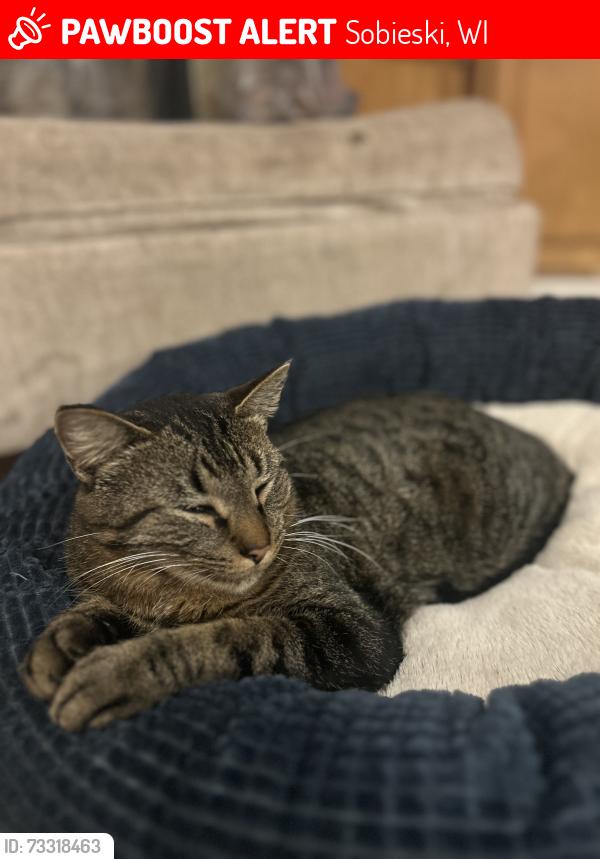 Lost Male Cat last seen County c, Sobieski, WI 54171