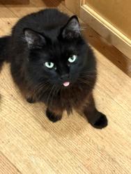 Reunited Male Cat last seen Southwaite Ct and Moraga Wy, Orinda, CA 94563