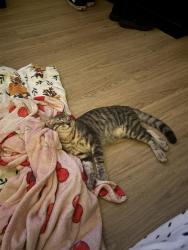 Lost Male Cat last seen Near Albertsons in Fallbrook. CA, Fallbrook, CA 92028