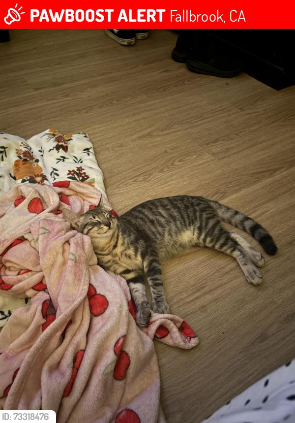 Lost Male Cat last seen Near Albertsons in Fallbrook. CA, Fallbrook, CA 92028