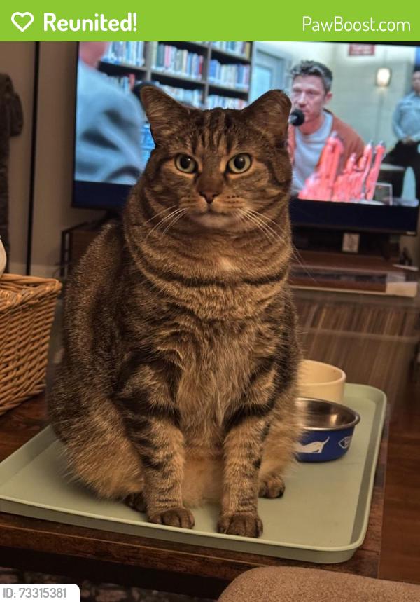Reunited Female Cat last seen Chestnut Street, Perkasie PA, Perkasie, PA 18944