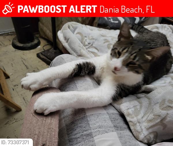 Lost Male Cat last seen Griffin Rd SW 28 ave, Dania Beach, FL 33312