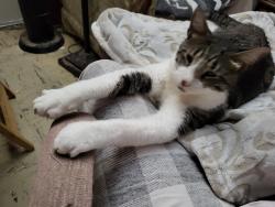 Lost Male Cat last seen Griffin Rd SW 28 ave, Dania Beach, FL 33312