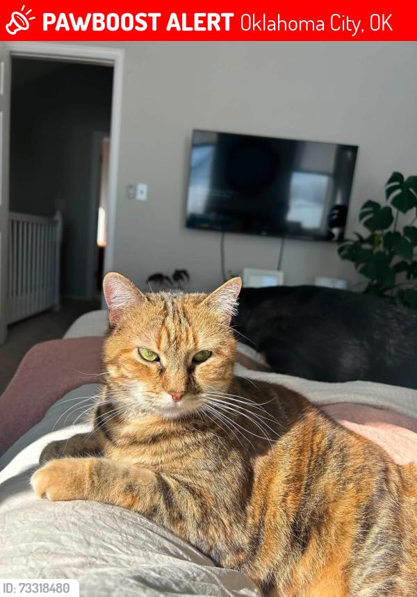 Lost Female Cat last seen 115th St between Western and Penn, Oklahoma City, OK 73114