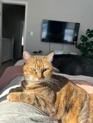Lost Female Cat last seen 115th St between Western and Penn, Oklahoma City, OK 73114