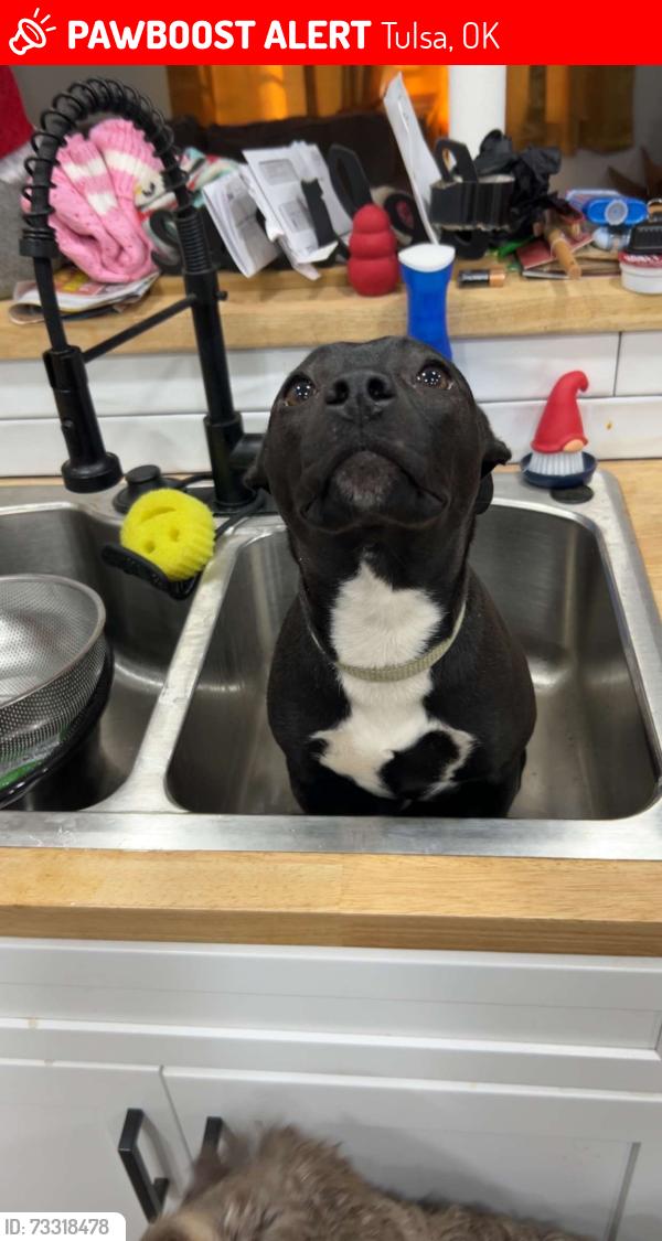 Lost Female Dog last seen Gilcrease and Easton St, Tulsa, OK 74127