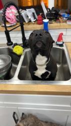 Lost Female Dog last seen Gilcrease and Easton St, Tulsa, OK 74127