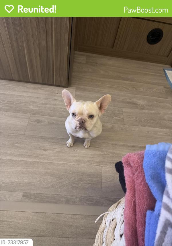 Reunited Female Dog last seen Fannett Road, Beaumont, TX 77705