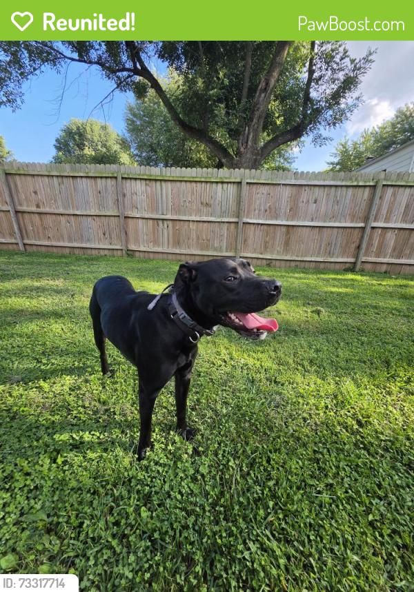 Reunited Male Dog last seen N Library St and Columbia Ave, Waterloo, IL 62298