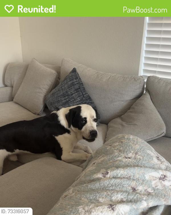 Reunited Male Dog last seen Mossberg Drive, Arlington, TX 76002