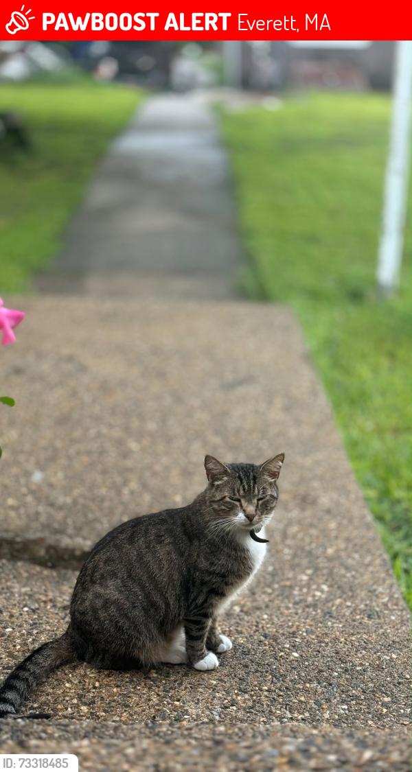 Lost Male Cat last seen Near cedar st, Everett, MA 02149