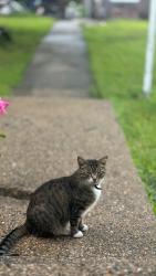 Lost Male Cat last seen Near cedar st, Everett, MA 02149