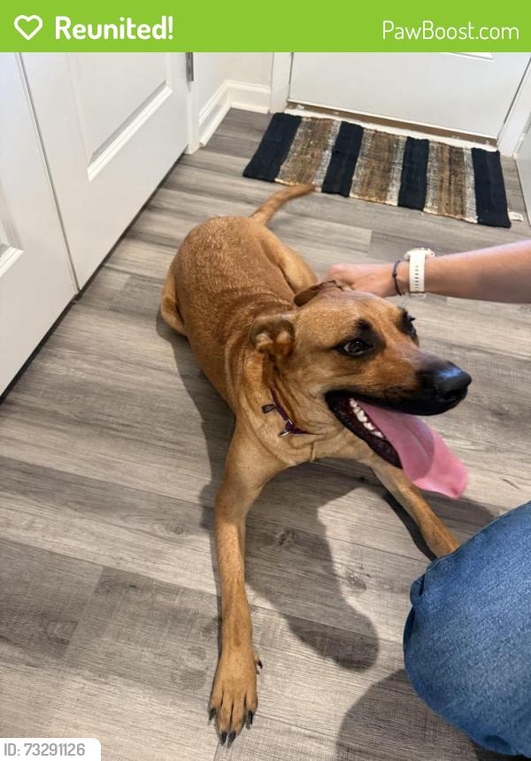 Reunited Female Dog last seen Watkins rd, Berea, SC 29617