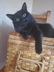 Lost Female Cat last seen River edge way, Rancho Cordova, CA 95670