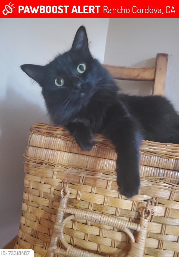 Lost Female Cat last seen River edge way, Rancho Cordova, CA 95670