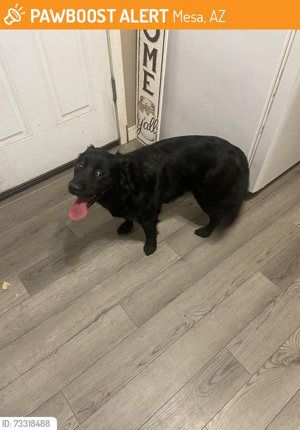 Found/Stray Female Dog last seen Mesa drive and southern, Mesa, AZ 85204