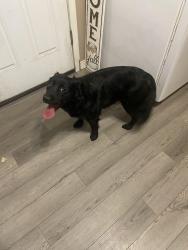 Found/Stray Female Dog last seen Mesa drive and southern, Mesa, AZ 85204
