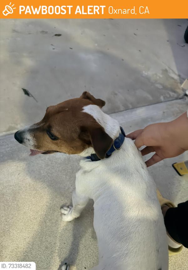 Found/Stray Male Dog last seen Ocotlan way, Oxnard, CA 93030
