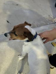 Found/Stray Male Dog last seen Ocotlan way, Oxnard, CA 93030