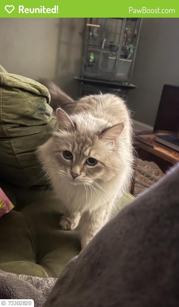 Reunited Female Cat last seen Near Wonder Ln, Irondale, AL 35210, USA, Irondale, AL 35210