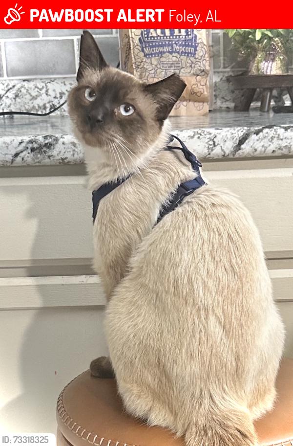 Lost Male Cat last seen Pleasant View Baptist Church, Foley, AL 36535