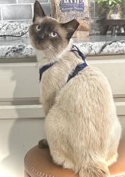 Lost Male Cat last seen Pleasant View Baptist Church, Foley, AL 36535