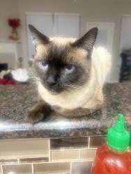Lost Male Cat last seen Yaupon Ranch and Greenhouse, Houston, TX 77433