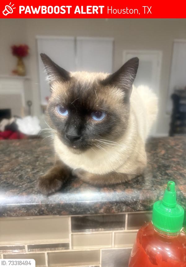 Lost Male Cat last seen Yaupon Ranch and Greenhouse, Houston, TX 77433