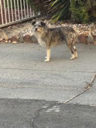 Found/Stray Unknown Dog last seen La Mancha, Sacramento, CA 95823