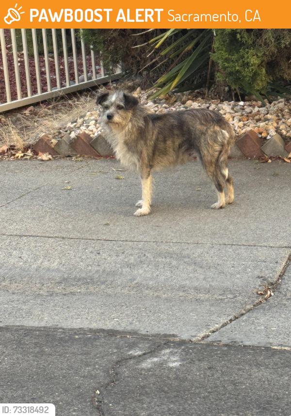 Found/Stray Unknown Dog last seen La Mancha, Sacramento, CA 95823