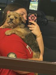 Found/Stray Female Dog last seen Quaker next to Highway I 44, Tulsa, OK 74105