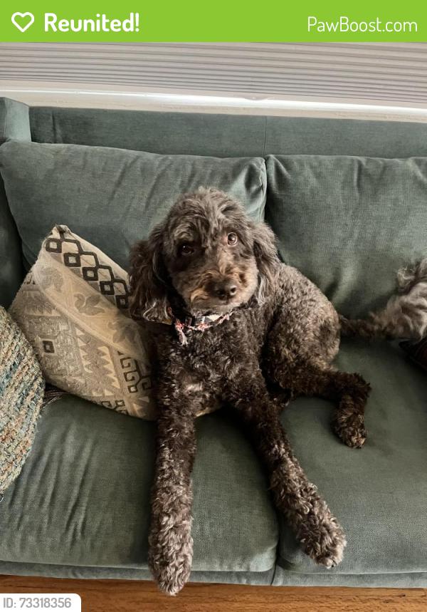 Reunited Female Dog last seen West Alaska and South Raritan, Denver, Denver, CO 80223