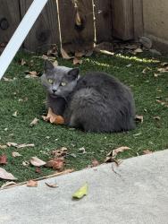 Reunited Female Cat last seen Lampson and Arrowhead st, Stanton, CA 90680