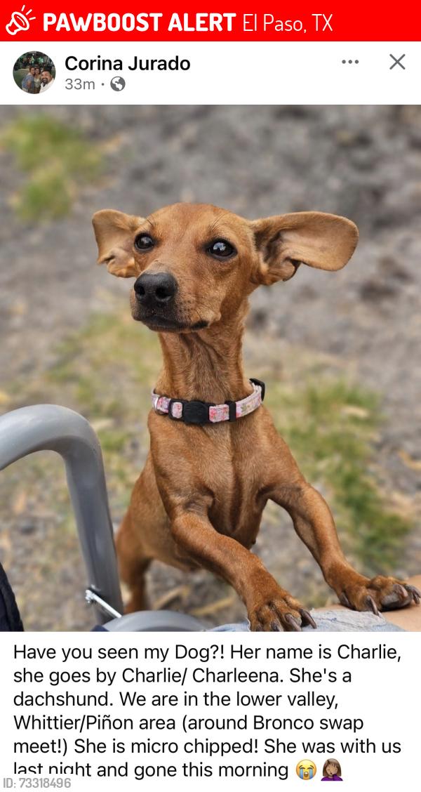 Lost Female Dog last seen Branco swap meet, El Paso, TX 79907