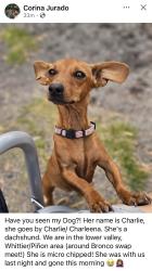 Lost Female Dog last seen Branco swap meet, El Paso, TX 79907
