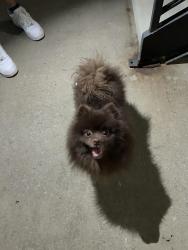 Found/Stray Male Dog last seen Avana South Oaks Apt complex, Nashville, TN 37211