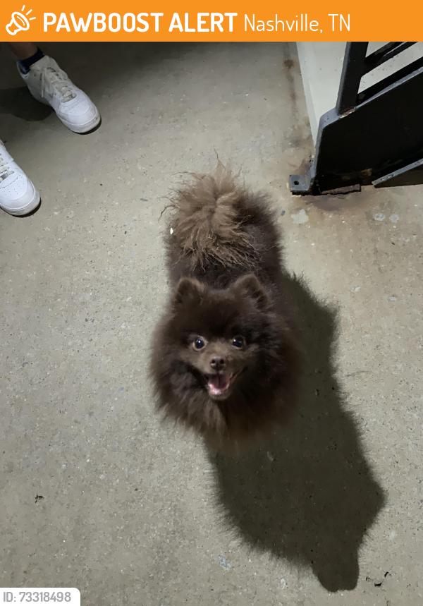 Found/Stray Male Dog last seen Avana South Oaks Apt complex, Nashville, TN 37211
