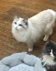 Lost Female Cat last seen Washington street motors Weymouth, Weymouth, MA 02188