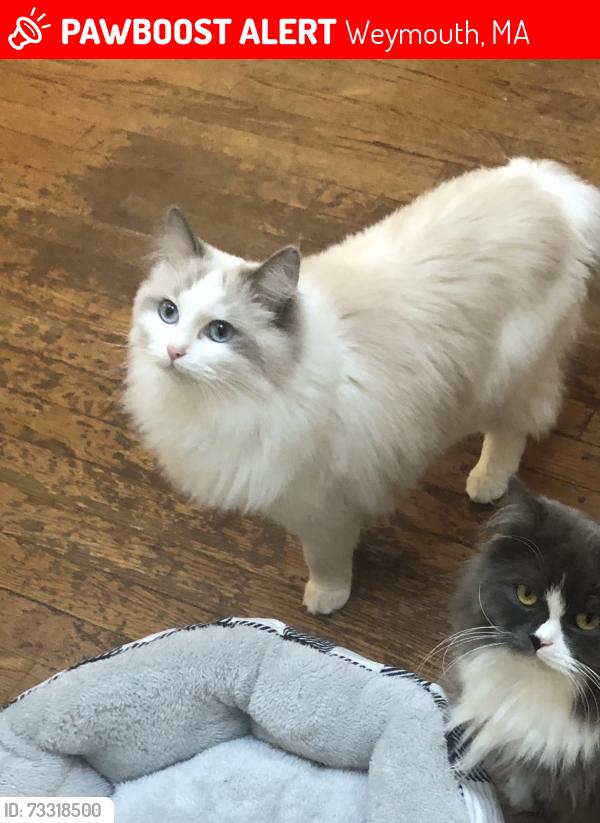 Lost Female Cat last seen Washington street motors Weymouth, Weymouth, MA 02188