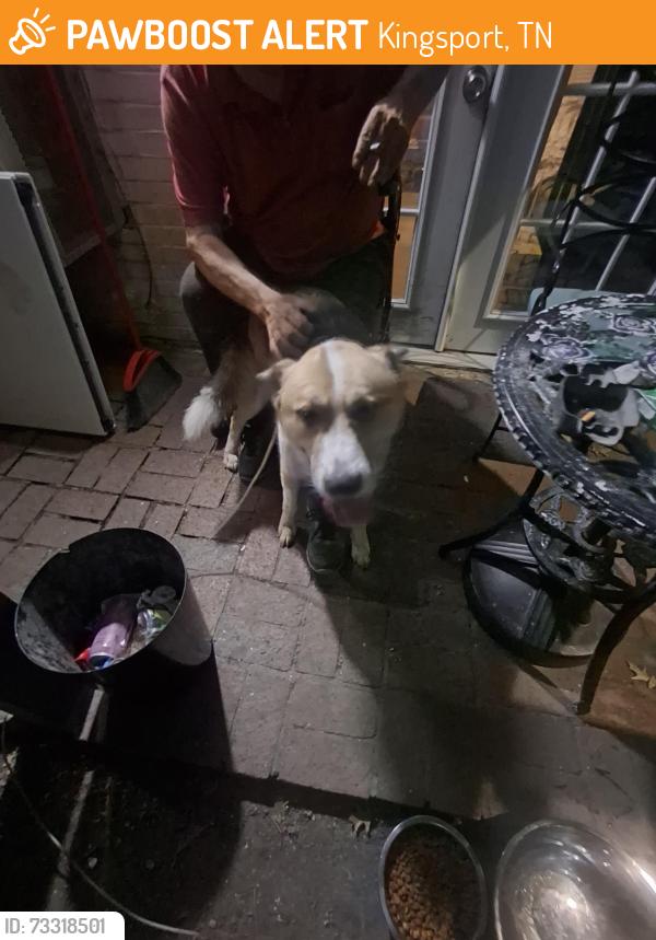 Found/Stray Male Dog last seen Walmart, Kingsport, TN 37664